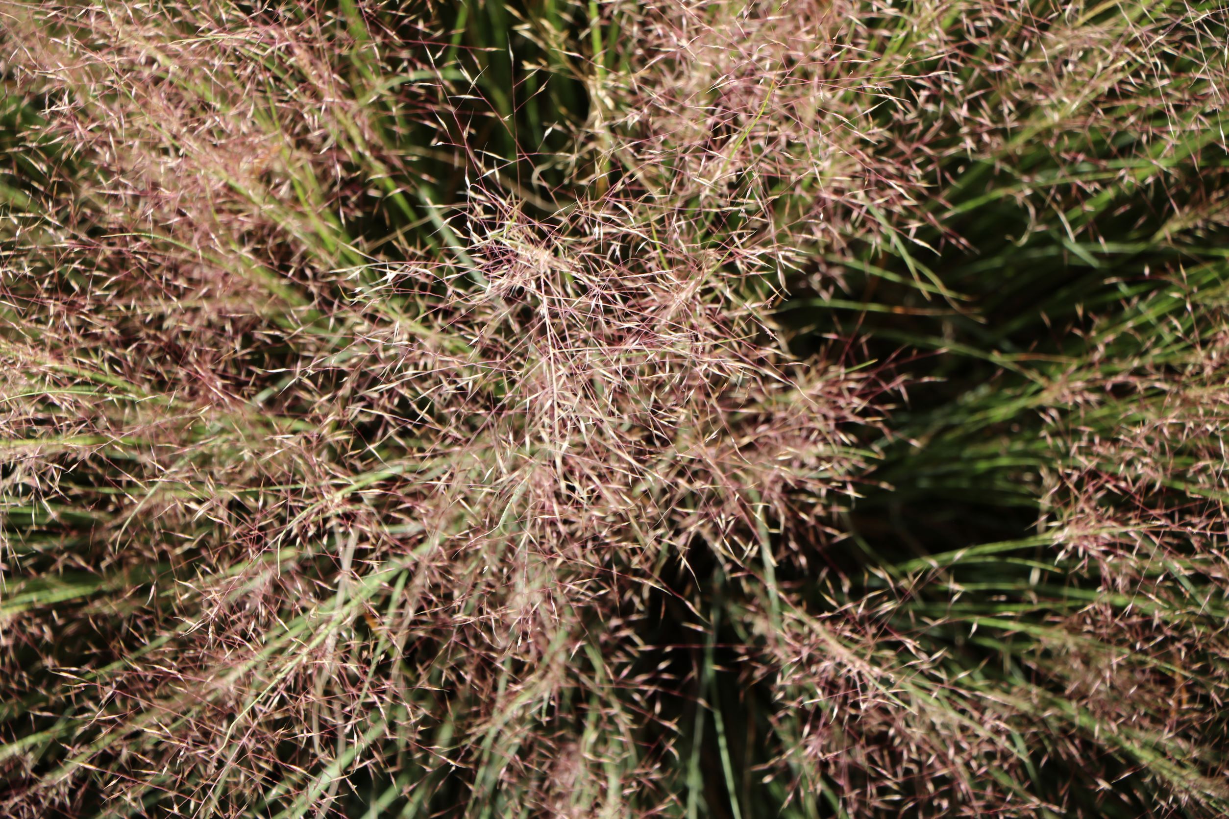 Undaunted Ruby Muhly